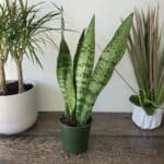 Sansevieria Silver Queen vs Moonshine
