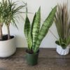 Sansevieria Silver Queen vs Moonshine