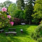How to get rid of swamp smell in yard