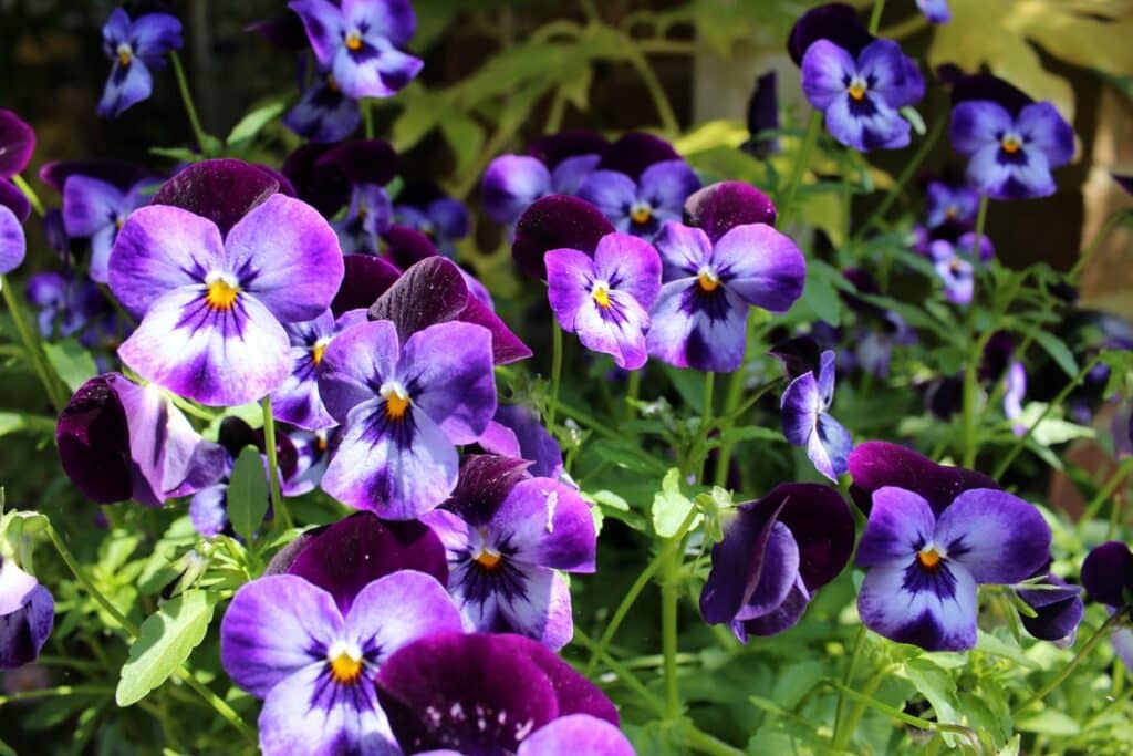What to do with pansies in the summer