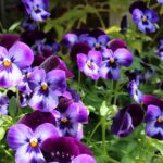What to do with pansies in the summer