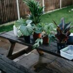 How To Tell If Canna Bulbs Are Dead