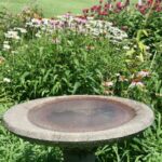 What to Plant in Shallow Birdbath