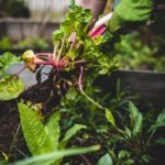 Is Landscape Fabric Safe for Vegetable Gardens?