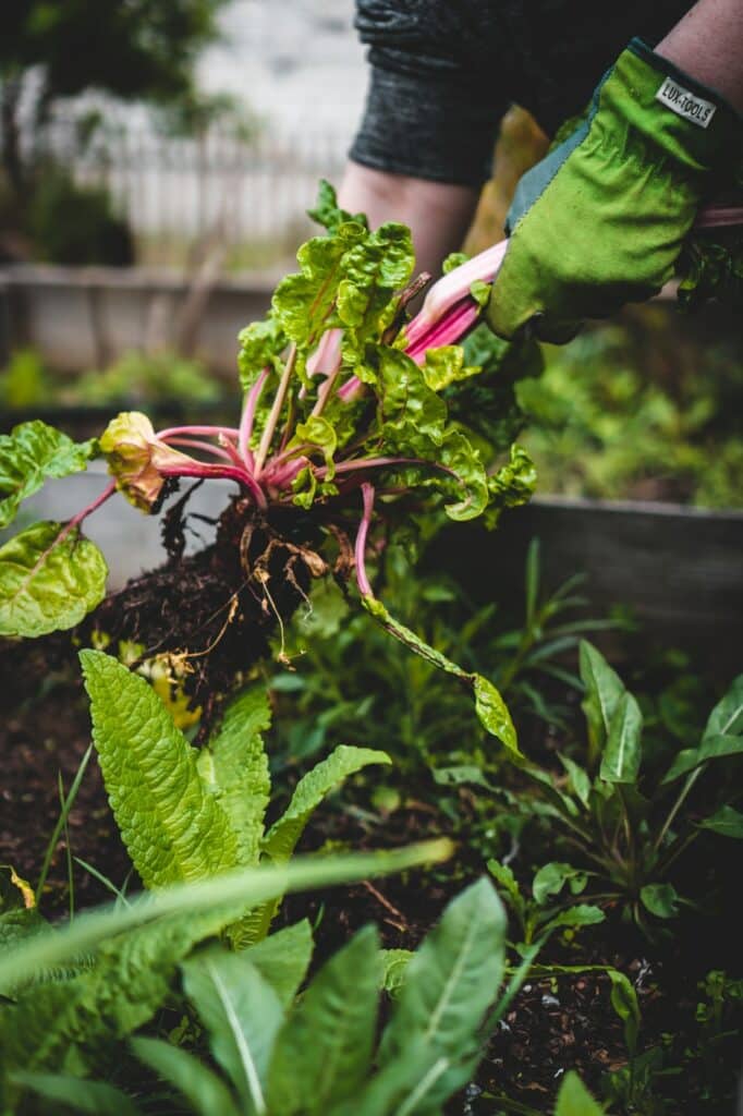Is Landscape Fabric Safe for Vegetable Gardens?