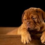 What Happens When You Call Animal Control on a Neighbor?