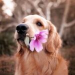How to save plants from dog urine