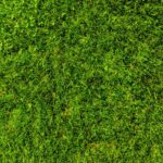 How long can grass seed go without water?