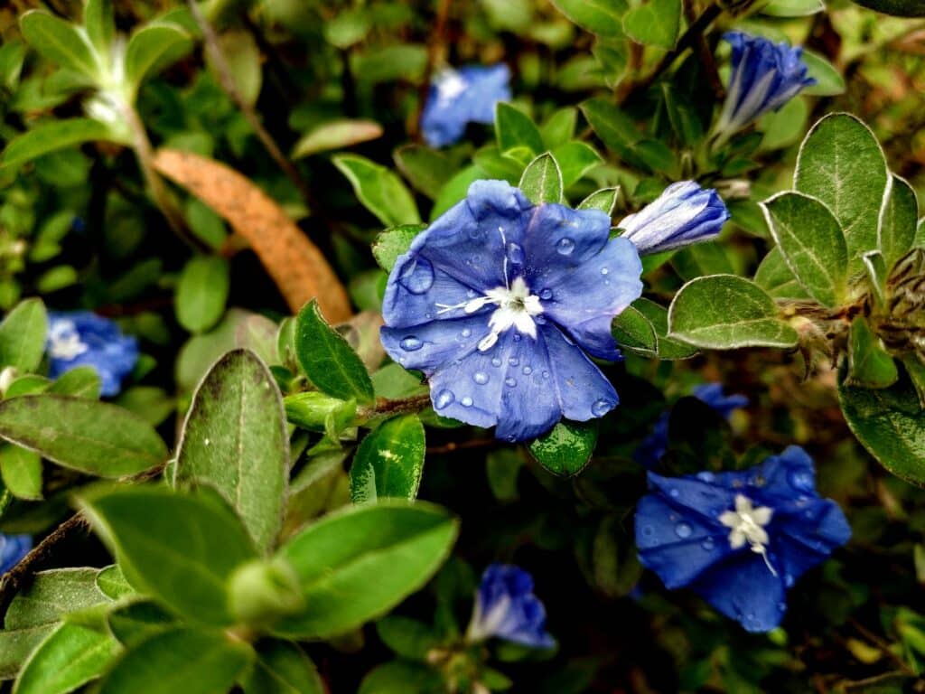 Plants That Can Withstand Heat And Cold