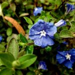 Plants That Can Withstand Heat And Cold