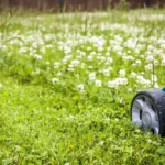 How to Get Rid of White Clovers Without Destroying the Lawn