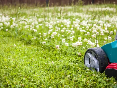 How to Get Rid of White Clovers Without Destroying the Lawn