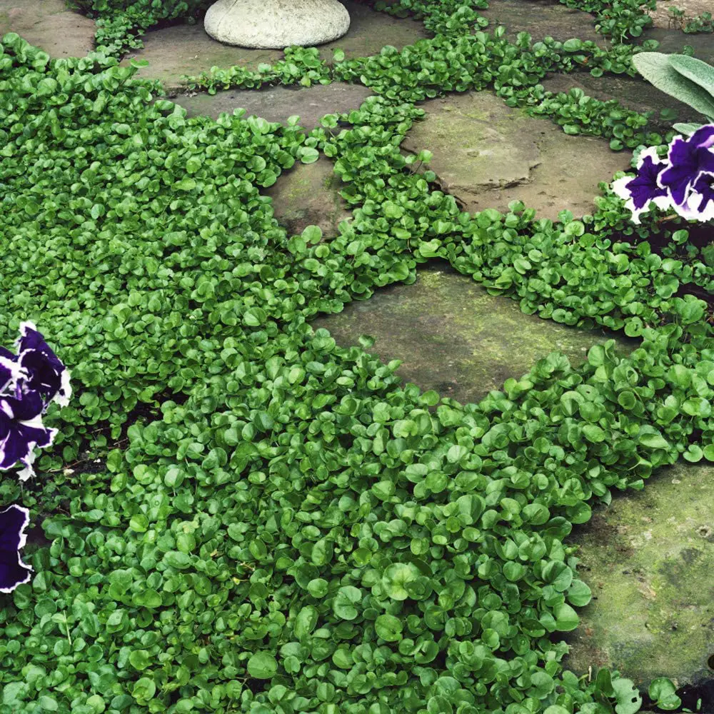 Dichondra Lawn Pros and Cons