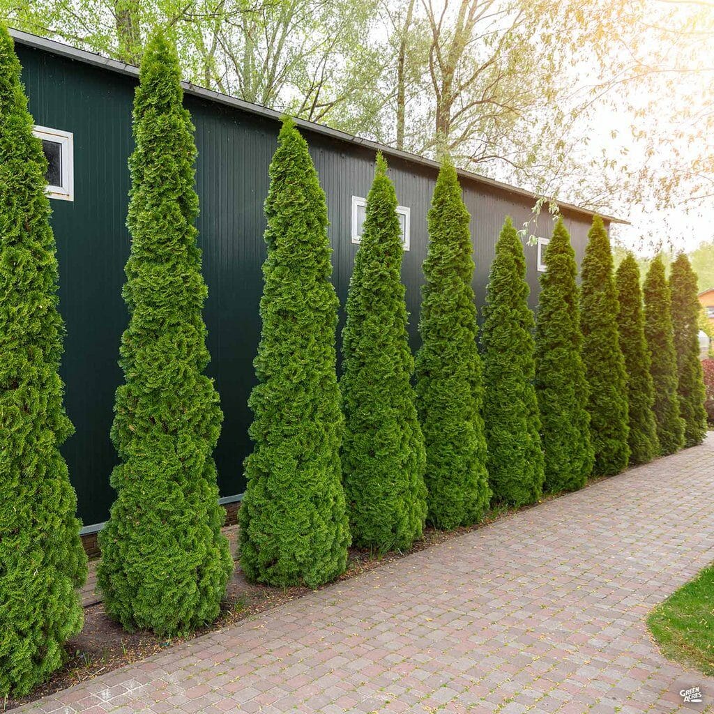 Green Giant vs Emerald Green Arborvitae
