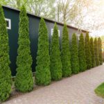Green Giant vs Emerald Green Arborvitae