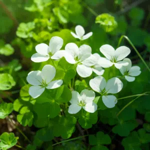  White Clovers