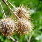 How to Get Rid Of Sticker Weeds