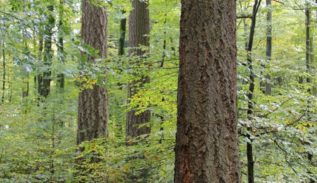 Douglas fir Vs Cedar
