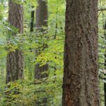 Douglas fir Vs Cedar