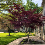 Fireglow vs Bloodgood Japanese Maple