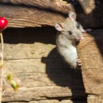 How to Humanely Kill a Mouse Stuck in a Trap