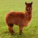 Can I Have An Alpaca In My Backyard?
