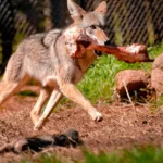 Can I Shoot a Coyote in My Yard?