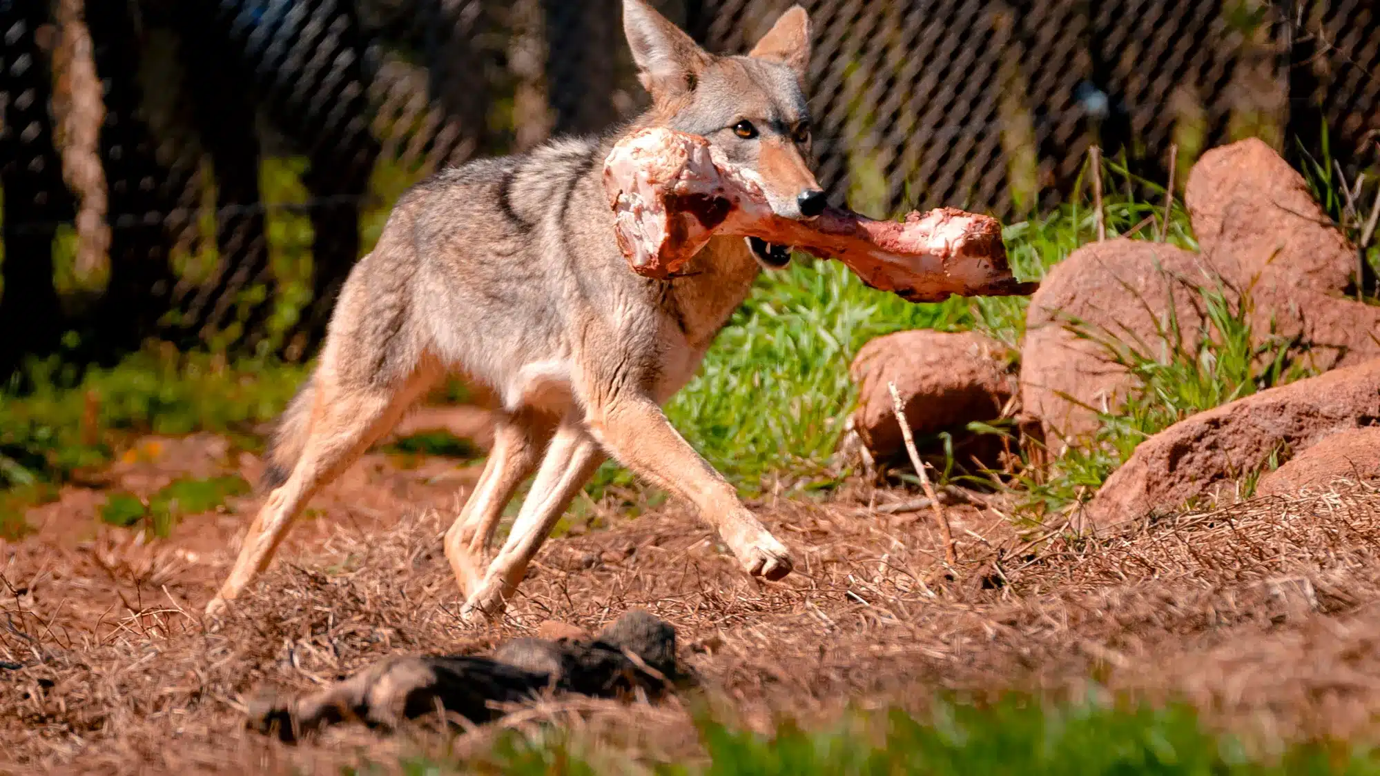 Can I Shoot a Coyote in My Yard?