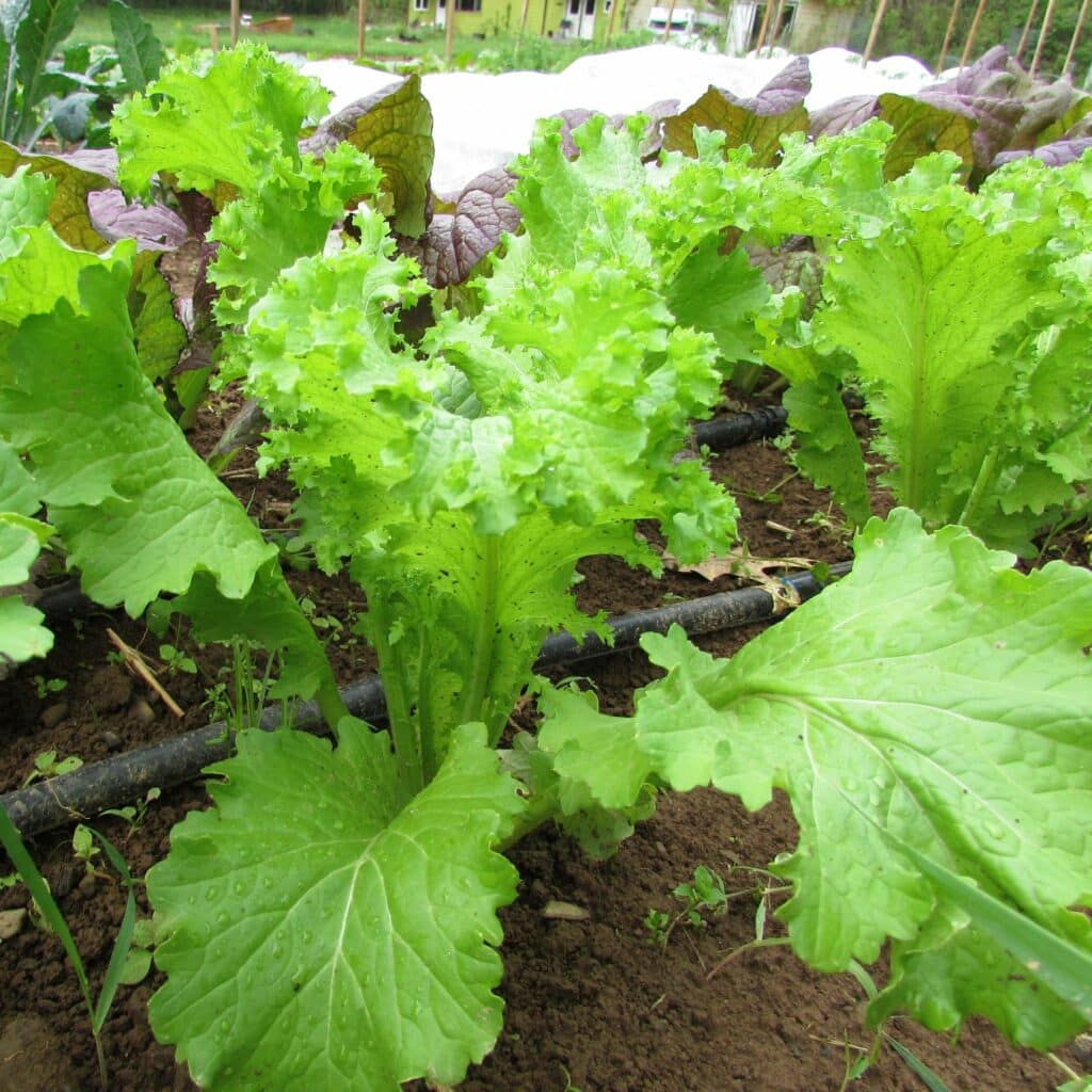 Mustard Greens Vs Turnip Greens