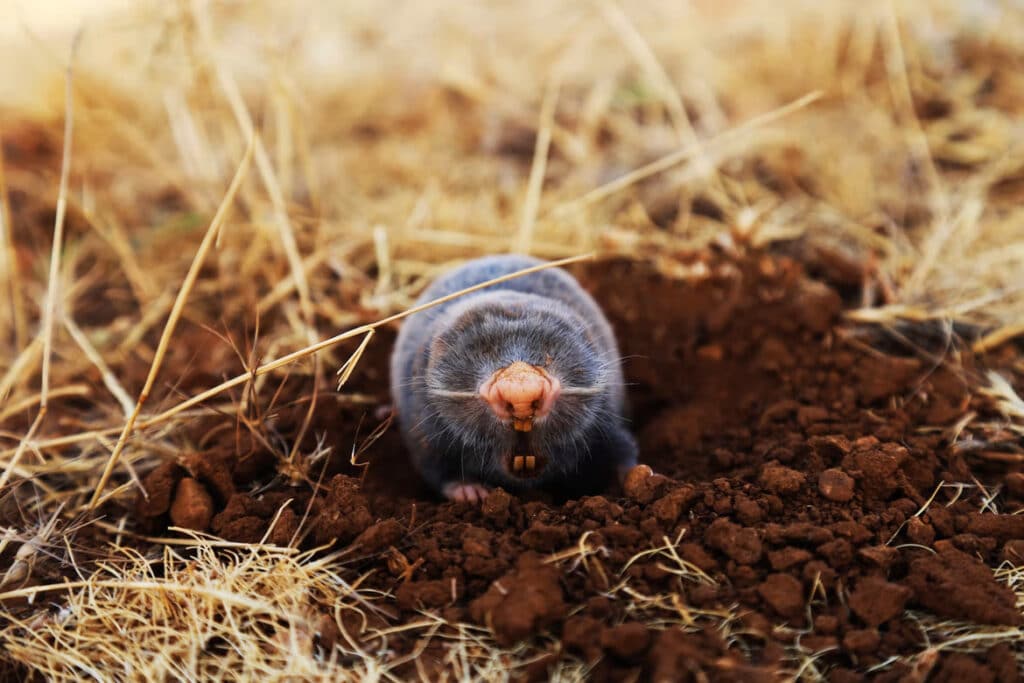 Mole Holes Vs Snake Holes