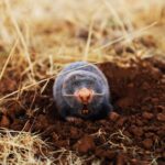 Mole Holes Vs Snake Holes