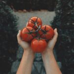 Can you Eat Tomatoes with Blossom End Rot?