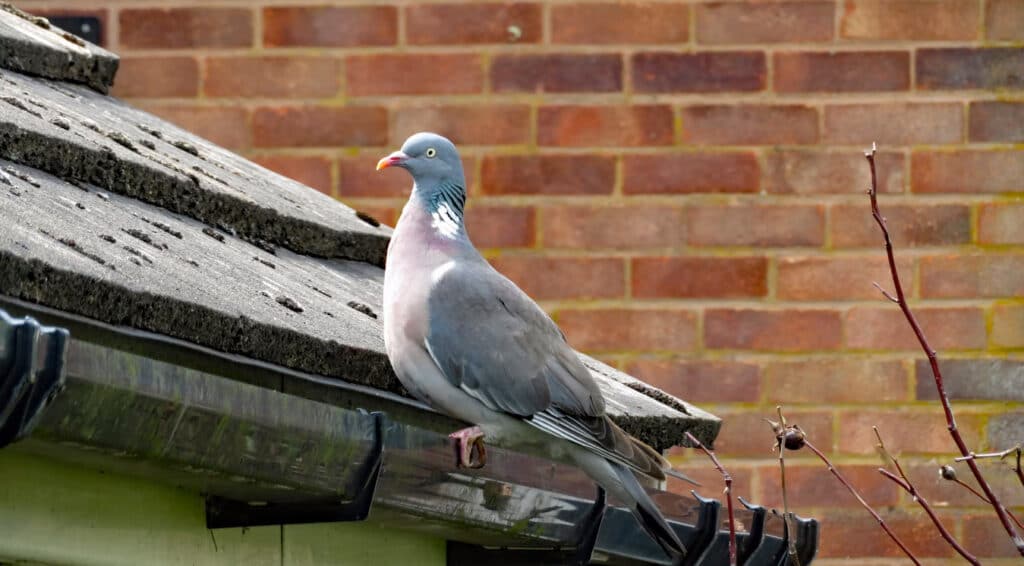 How to Keep Birds from Nesting on Downspouts