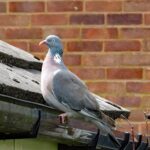 How to Keep Birds from Nesting on Downspouts