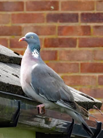 How to Keep Birds from Nesting on Downspouts