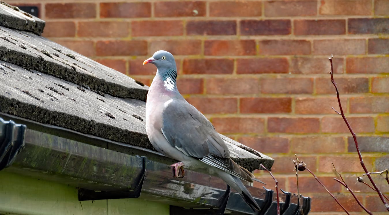How to Keep Birds from Nesting on Downspouts Stories of a House