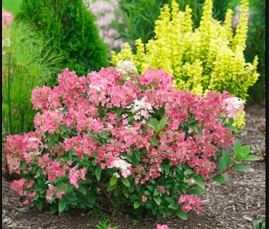 Quick Fire Hydrangea vs Pinky Winky