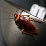 Why Are There Suddenly So Many Cockroaches In My House?