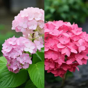 Pinky Winky and Quick Fire Hydrangea