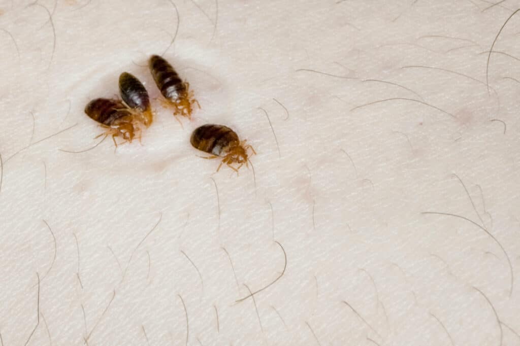 What are the Chances of Bringing Bedbugs Home from a Hotel?