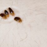 What are the Chances of Bringing Bedbugs Home from a Hotel?