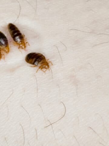 What are the Chances of Bringing Bedbugs Home from a Hotel?