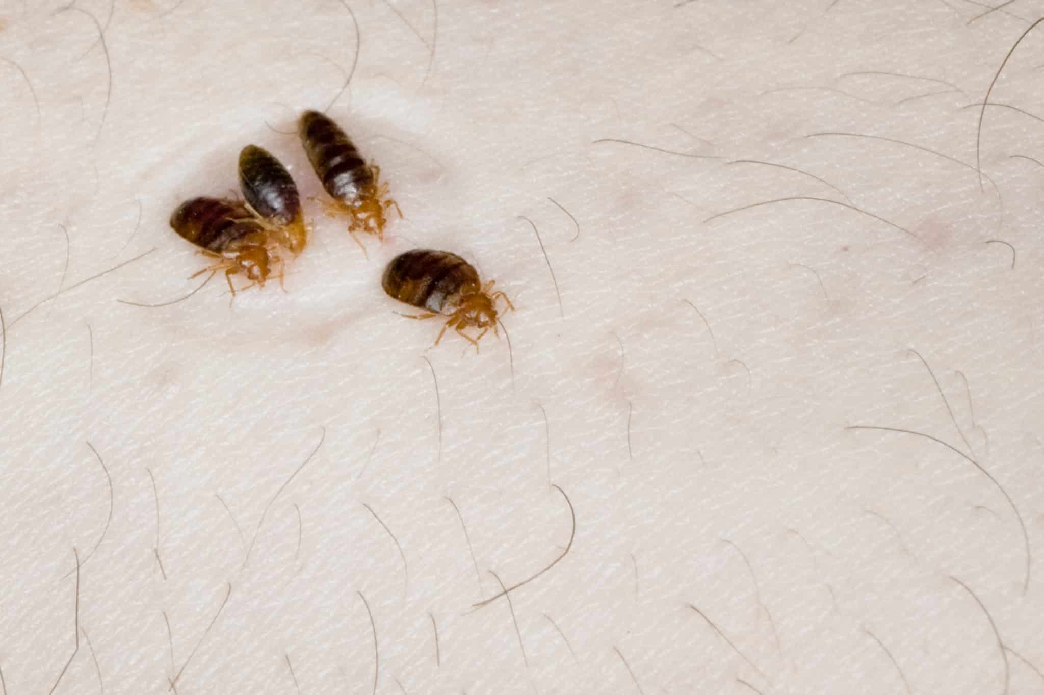 Preventing Bed Bugs Tips for Safer Hotel Stays