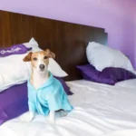 Sheets and Giggles vs. Buffy