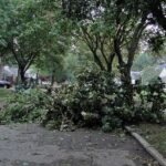 Can I Throw Neighbor's Tree Branches Back In Their Yard