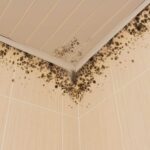 How to Prevent Mold in Bathroom Ceiling