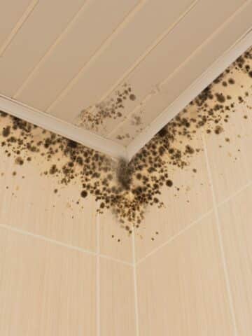 How to Prevent Mold in Bathroom Ceiling