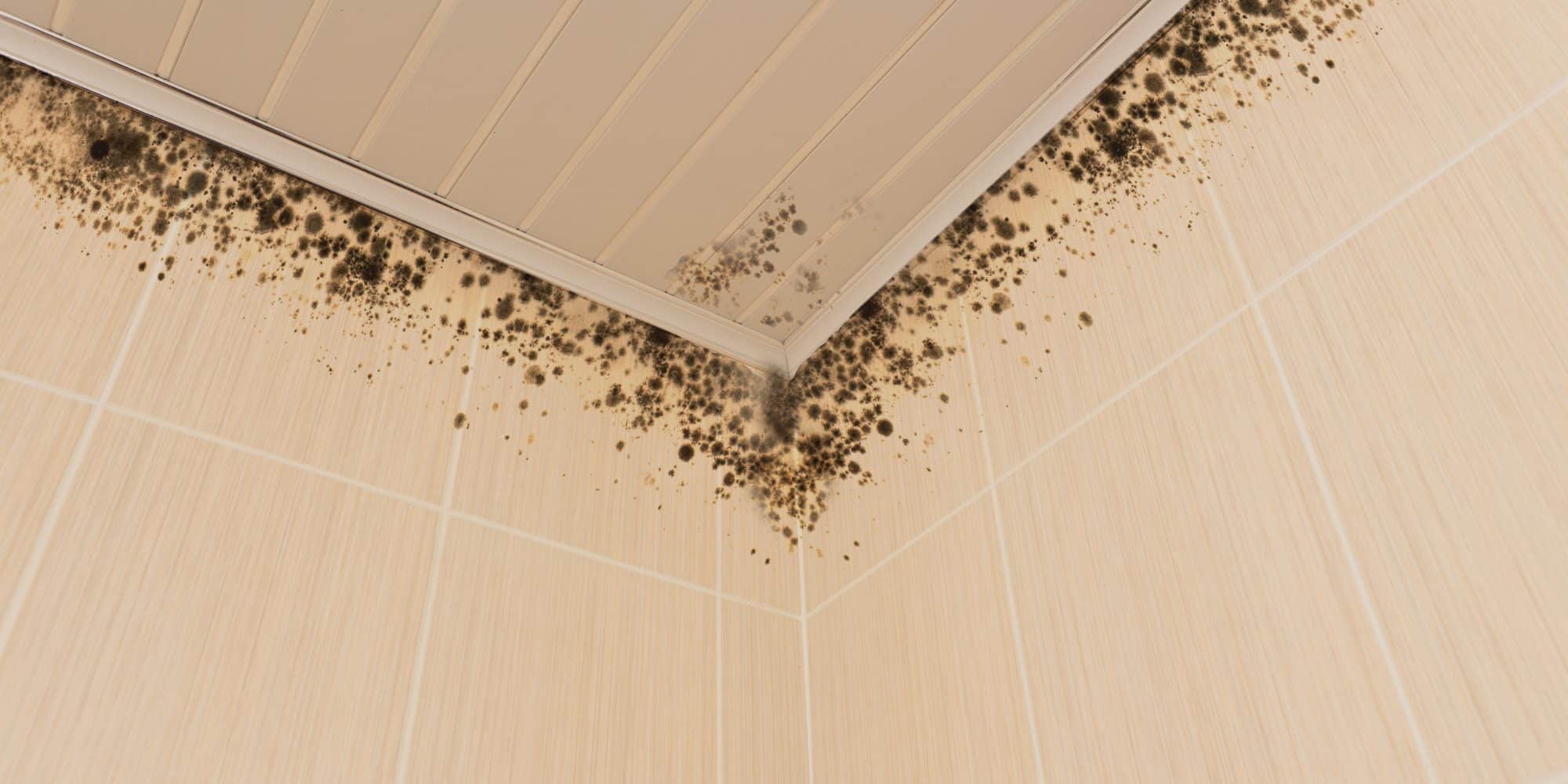 How to Prevent Mold in Bathroom Ceiling Stories of a House