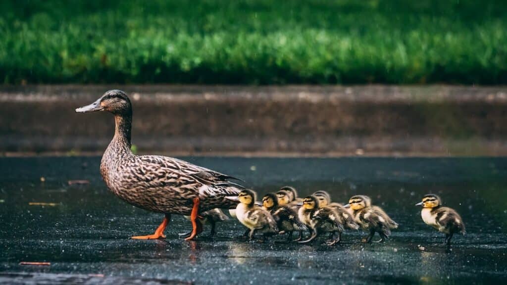 Can Ducks Eat Dog Food?