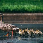 Can Ducks Eat Dog Food?